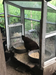 hen in old window